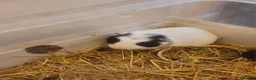 Mixed Breed livestock for sale: American guinea pigs for sale - Advert 4