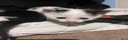 Mixed Breed cats for sale: Beautiful kittens for sale - Advert 12