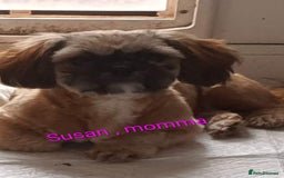 Shih Tzu dogs for sale: Stunning full pedigree miniature shih tzu puppies  - Image 13