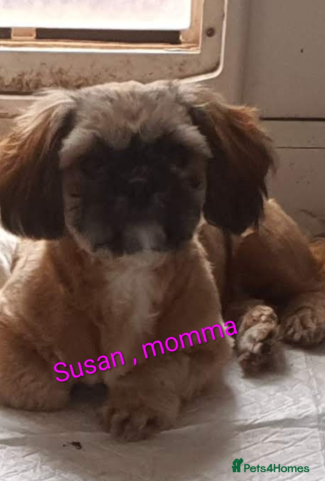 Shih Tzu dogs for sale: Stunning full pedigree miniature shih tzu puppies  - Image 13