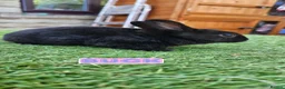 Rex rabbits for sale: Rex & Mini Rex Kits Available - Advert 9