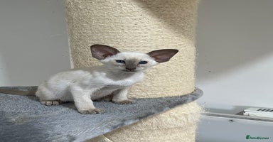 Siamese cats - Advert 2