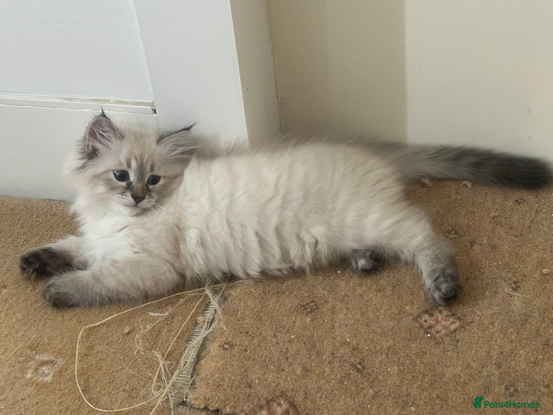 Siberian cats for sale: 😍 Siberian Neva Masquerade kittens 😍 - Image 5