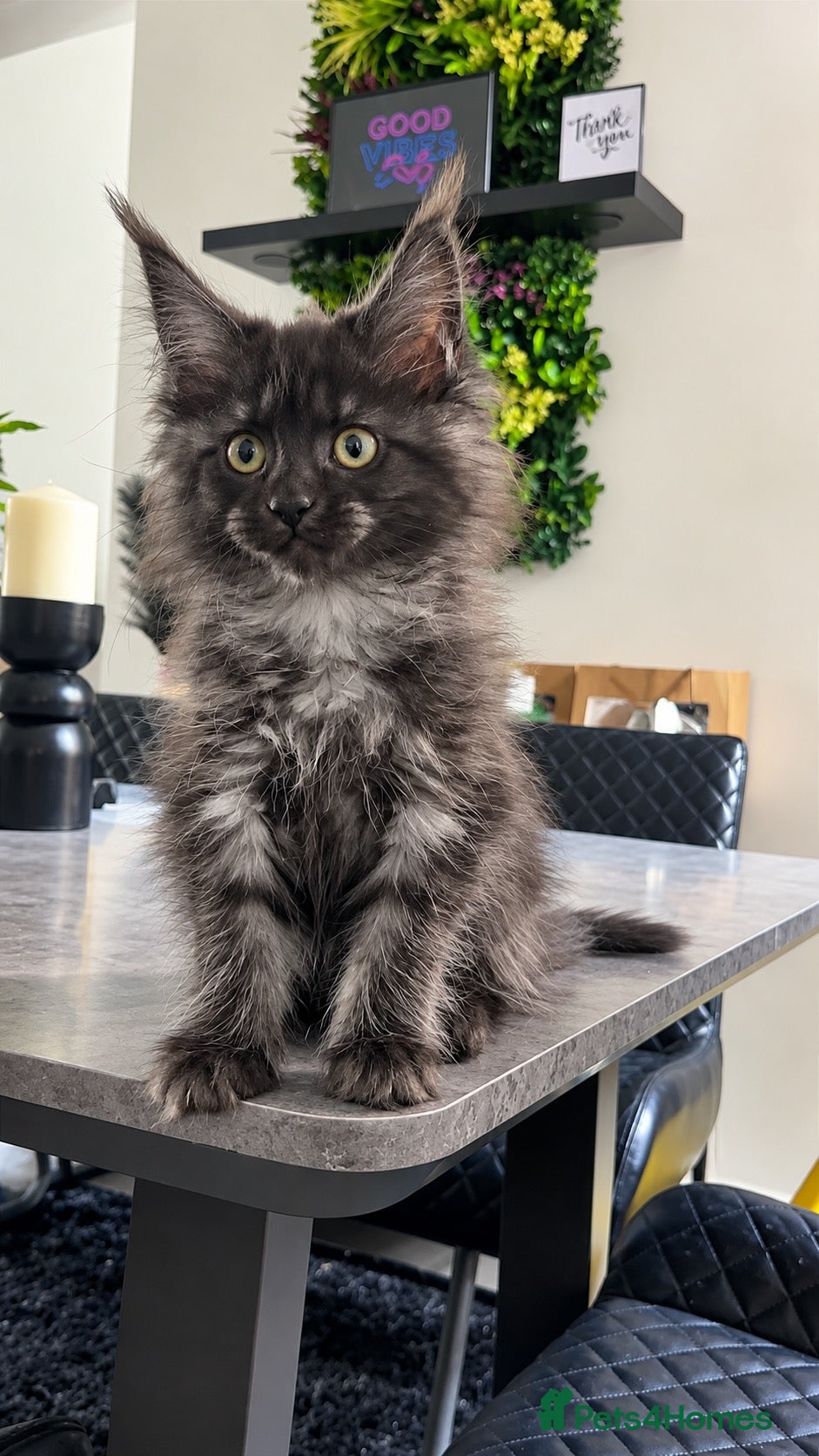 Maine Coon cats 2 Beautiful female Maine Coon left ready now - Advert 3
