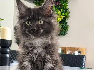 Maine Coon cats 2 Beautiful female Maine Coon left ready now - Advert 3