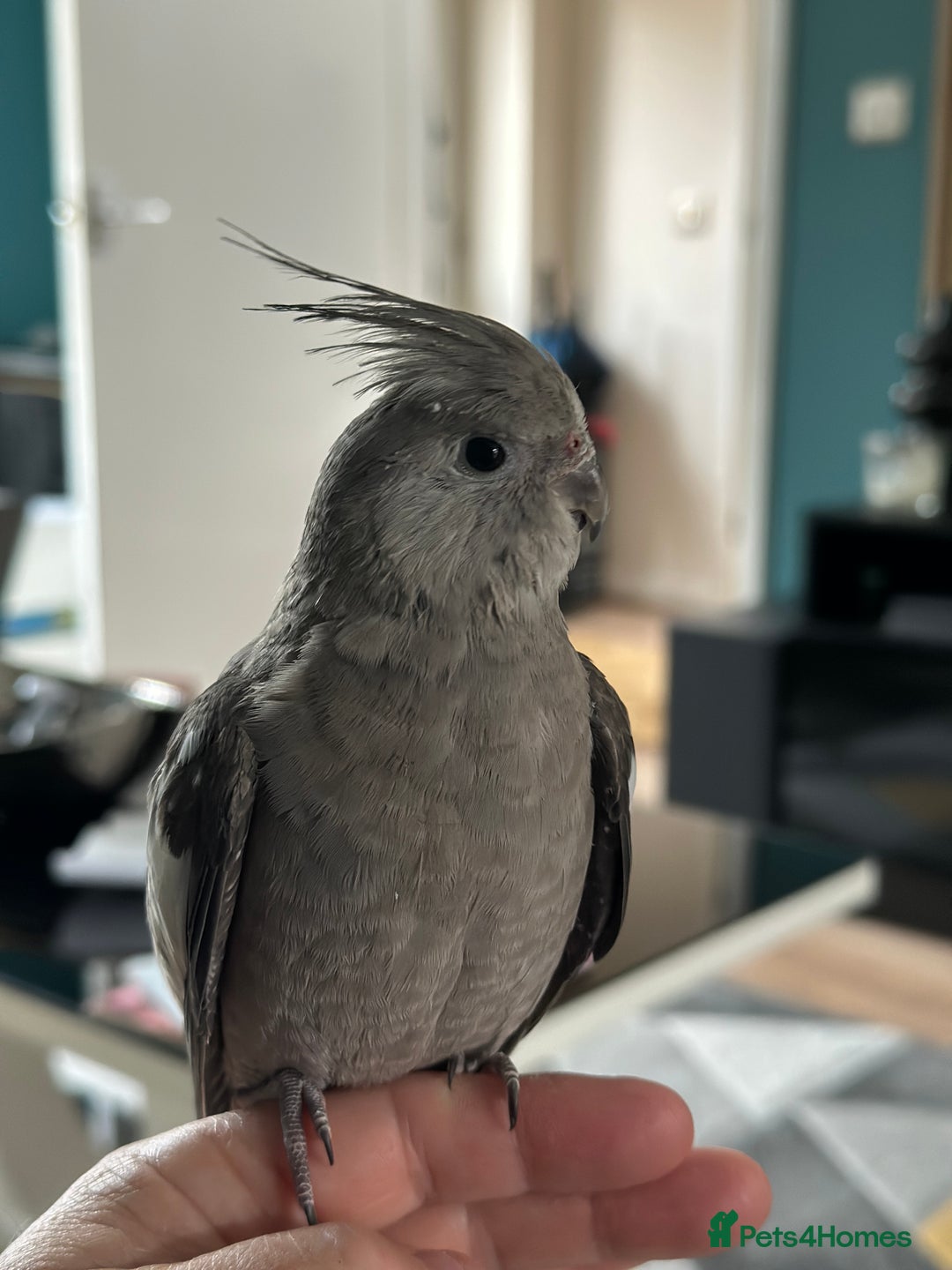 Cockatiels birds for sale: Male Handreared whiteface cockatiel for sale - Image 1