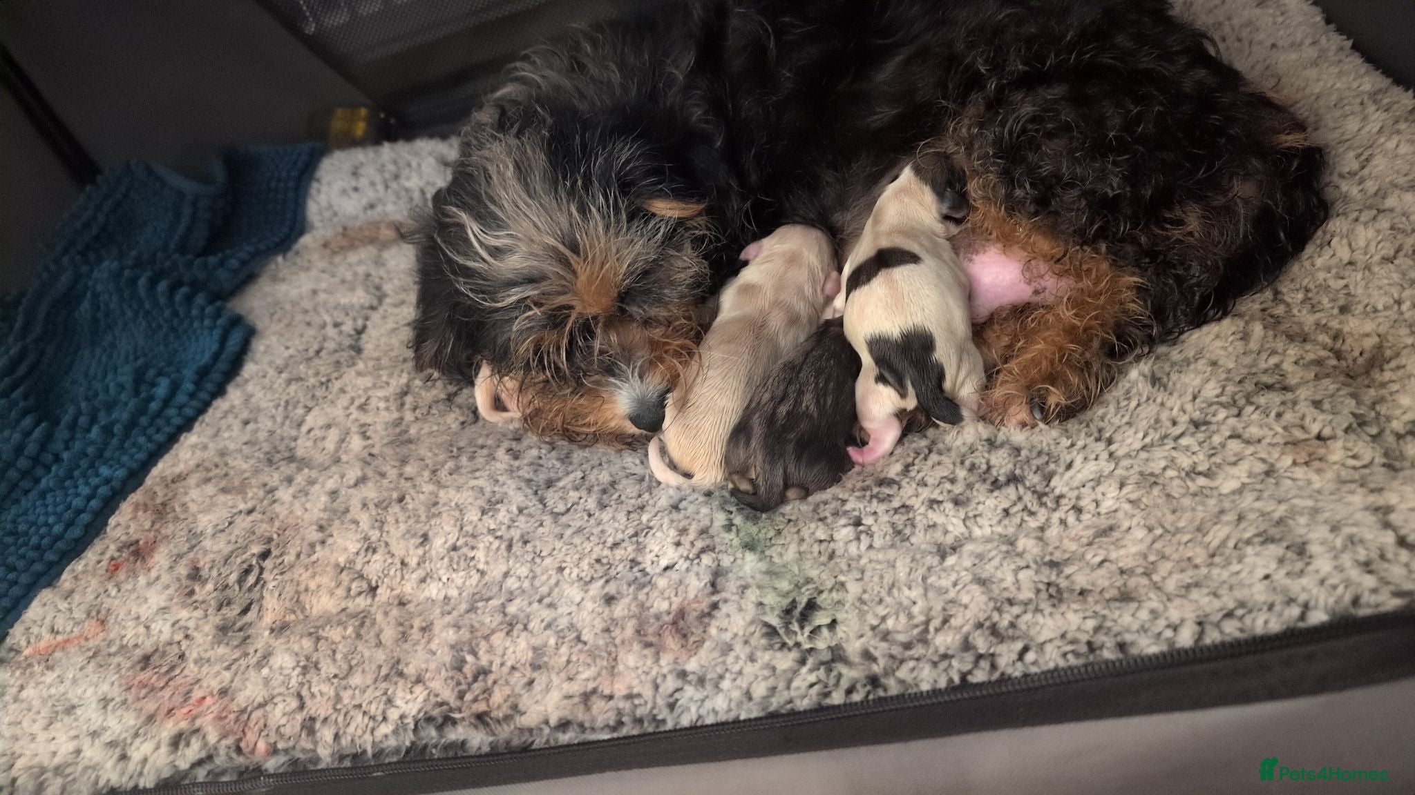 Mixed Breed dogs Adorable puppies looking for their forever homes! - Advert 16