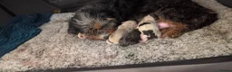 Mixed Breed dogs for sale: Adorable puppies looking for their forever homes! - Advert 1