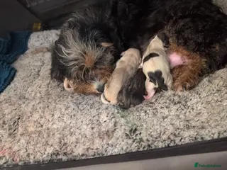 Mixed Breed dogs Adorable puppies looking for their forever homes! - Advert 5