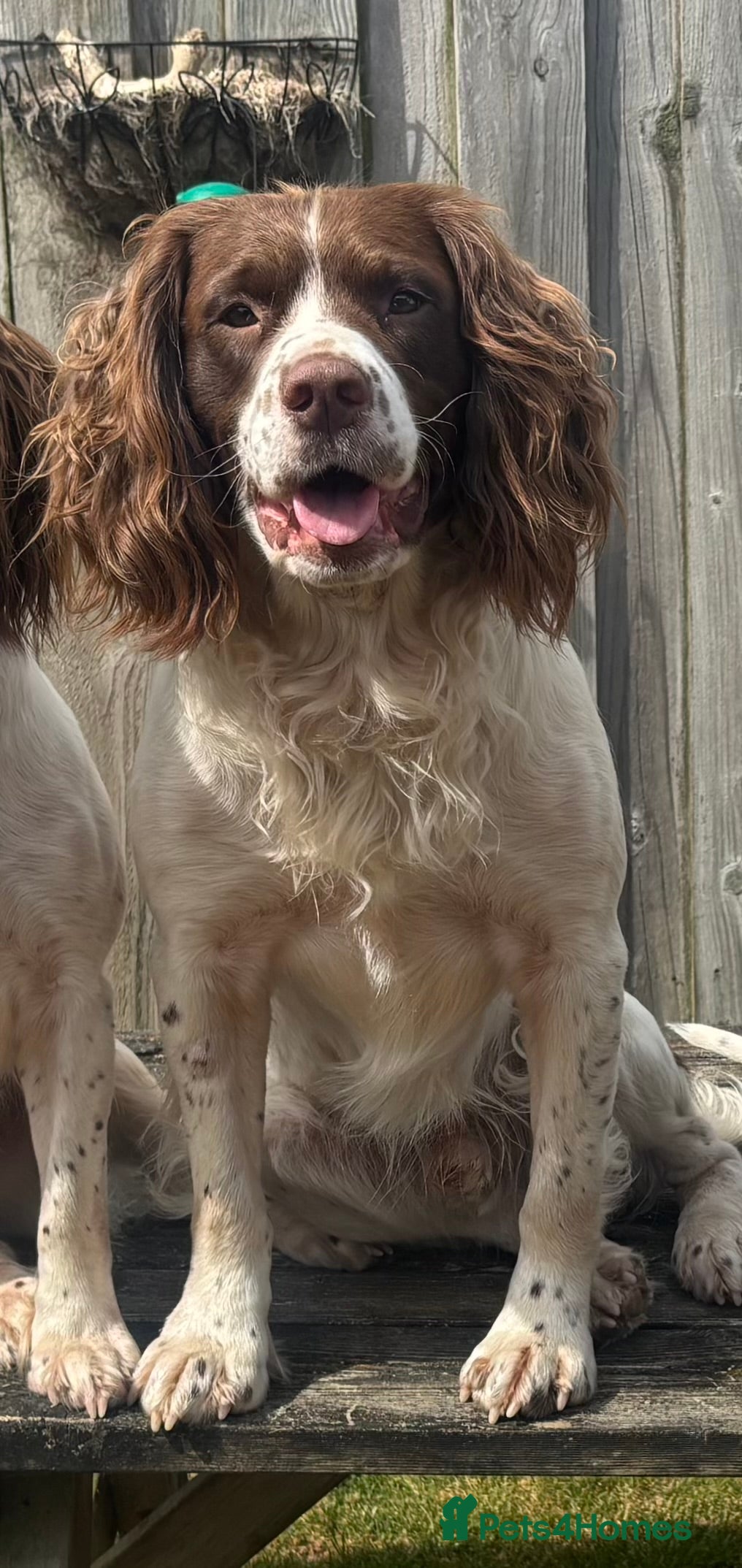 English Springer Spaniel dogs Proven English Springer Spaniel for stud  in Bude - Advert 3