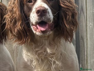 English Springer Spaniel dogs Proven English Springer Spaniel for stud in Bude - Advert 3