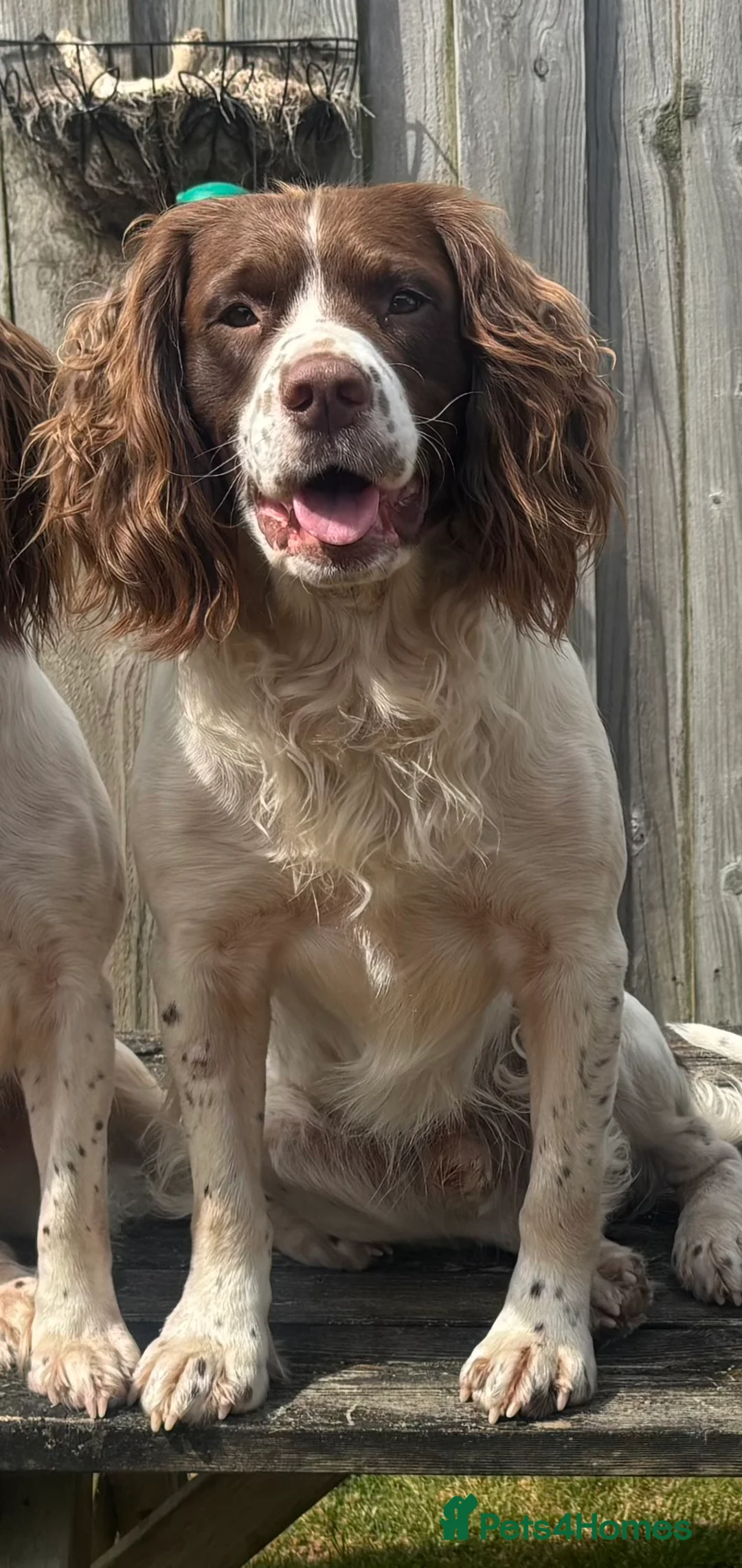 English Springer Spaniel dogs for stud: Proven English Springer Spaniel for stud  in Bude - Advert 1