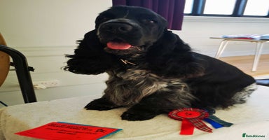 Cocker Spaniel dogs in Leven - Advert 11