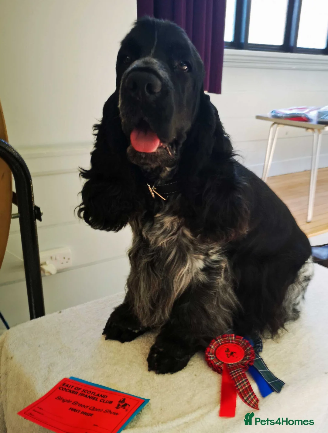 Cocker Spaniel dogs for stud: Show cocker spaniel stud dog  in Leven - Advert 2