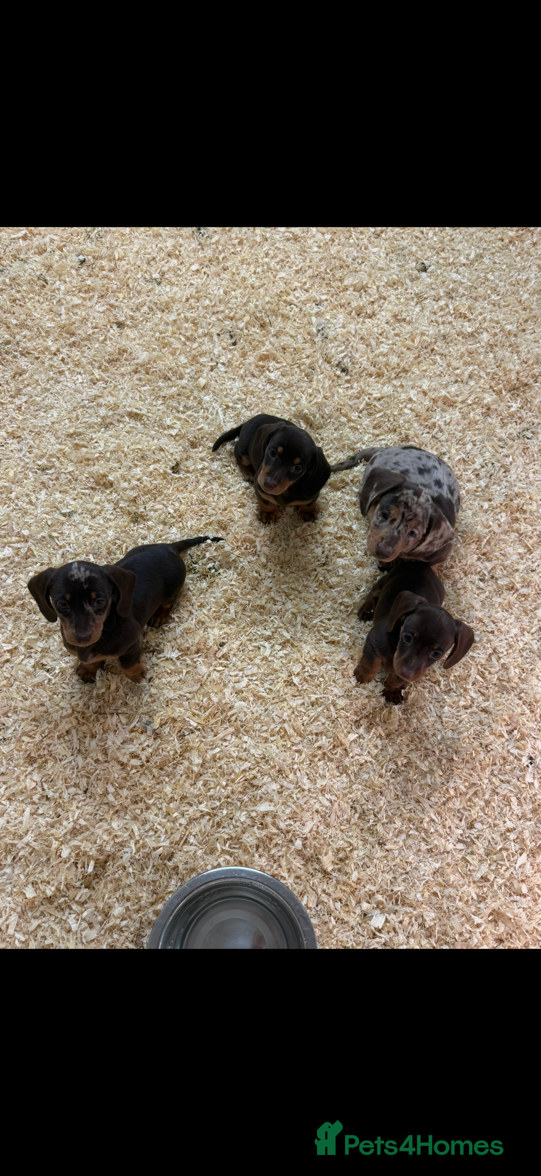 Miniature Dachshund dogs for sale: Super cute mini Daxis  - Advert 1