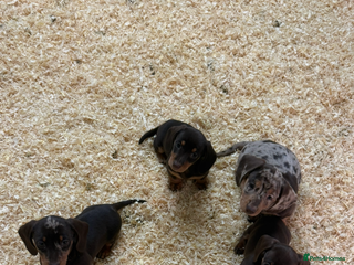 Miniature Dachshund dogs for sale: Super cute mini Daxis - Advert 1