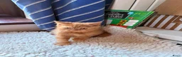 British Shorthair cats for sale: Fawn Tortie & Cinnamon Tortie sisters - Advert 20
