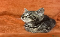 Ragdoll cats for sale: Ragdoll x British Shorthair kittens - Image 10