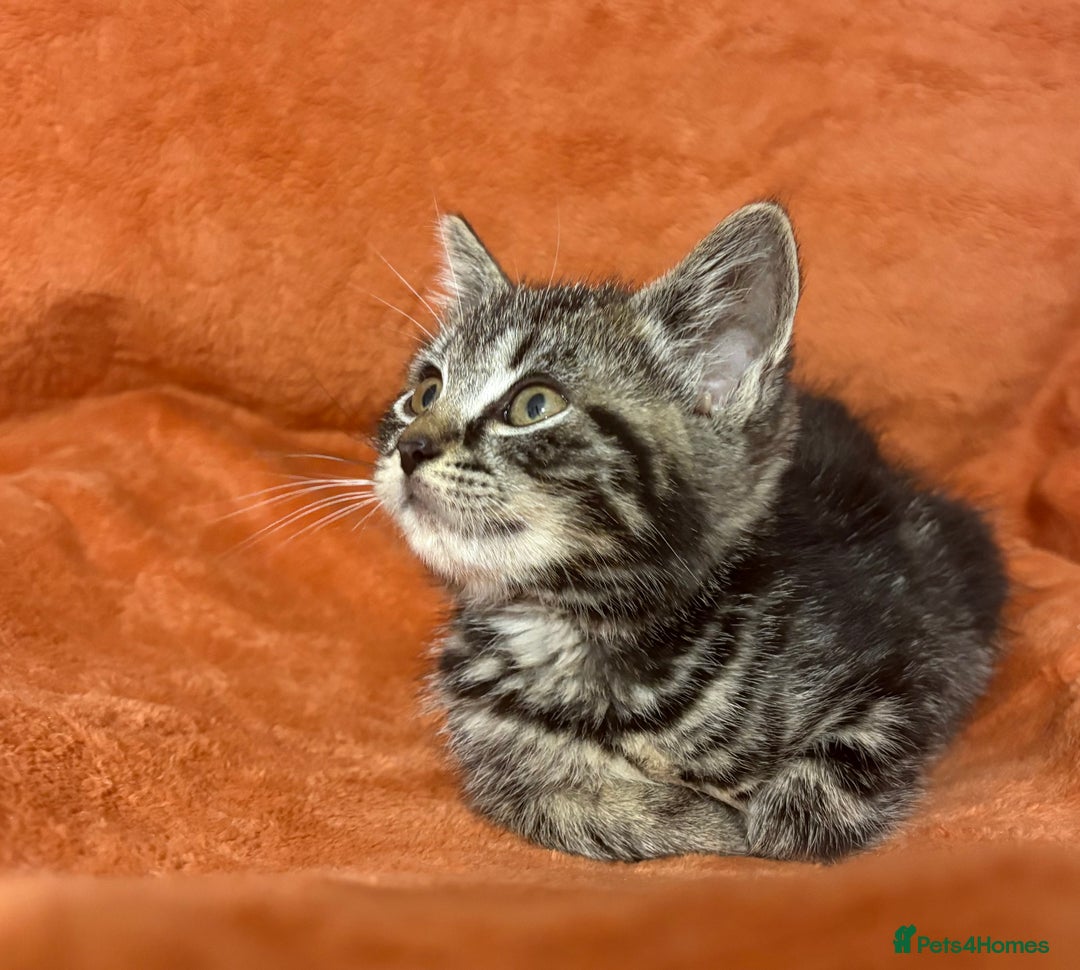 Ragdoll cats for sale: Ragdoll x British Shorthair kittens - Image 10