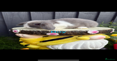 Mini Lop rabbits - Advert 15