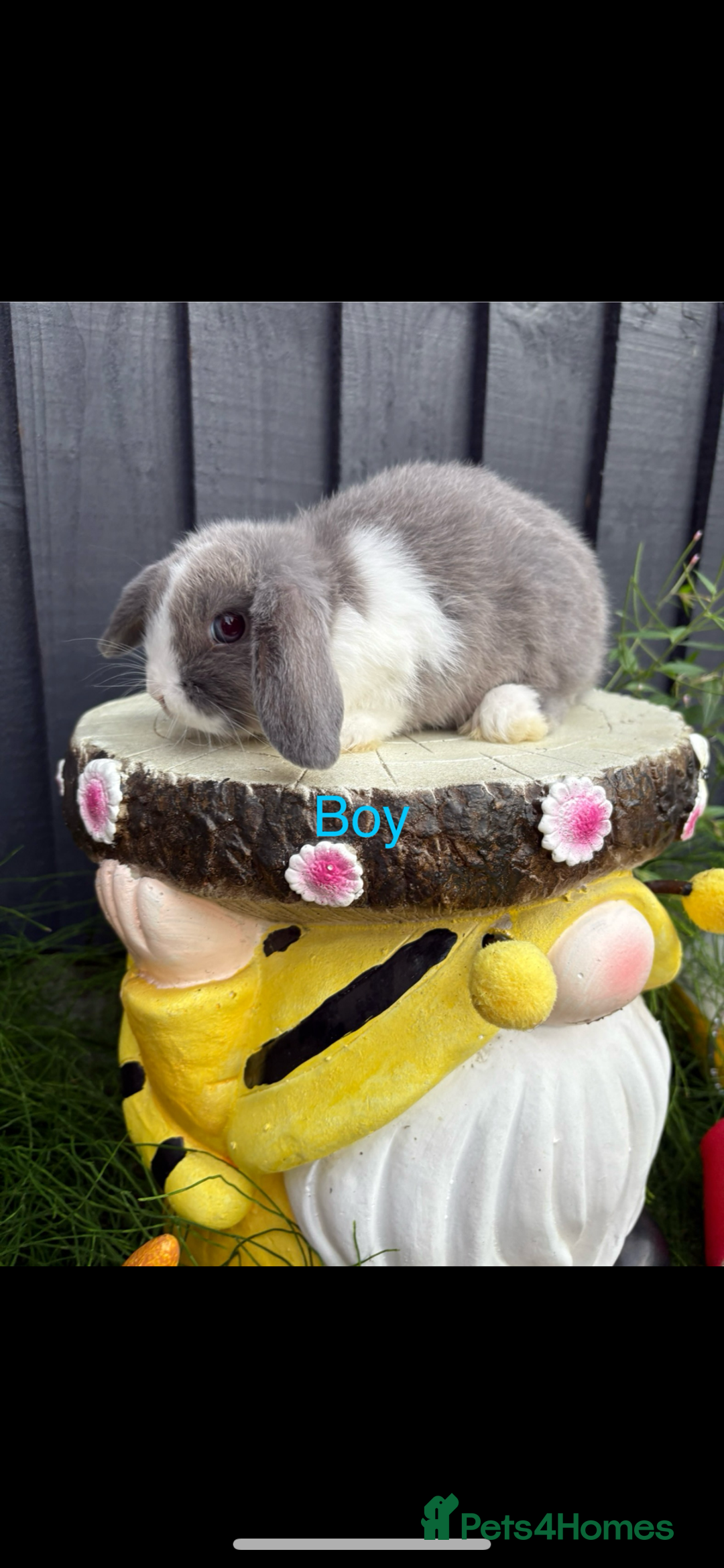 Mini Lop rabbits for sale: Mini lop baby bunny rabbits  - Image 2
