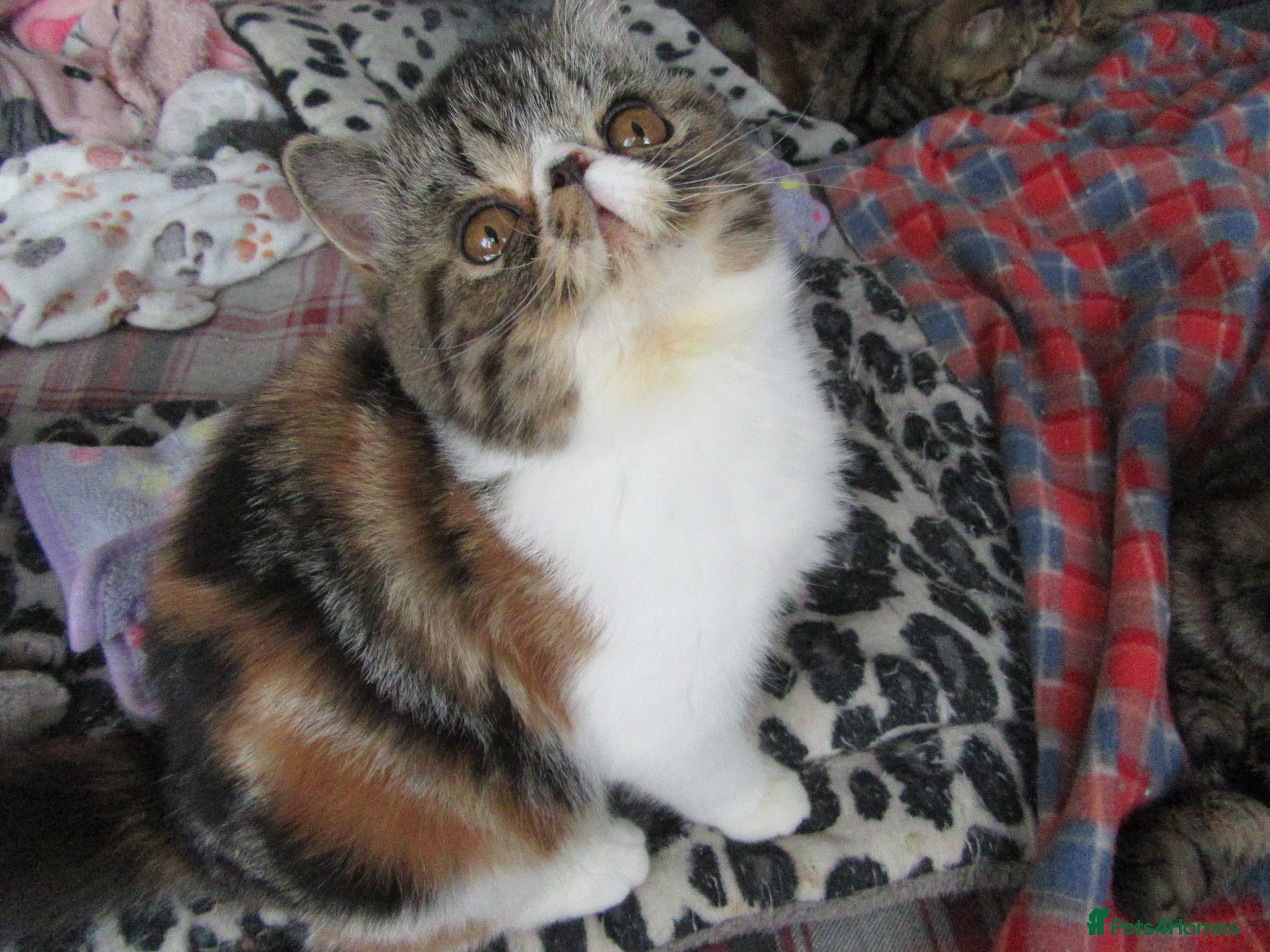 Exotic cats for sale: Super Sweet Female kitten Available Now - Advert 14