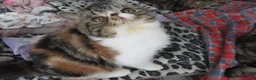 Exotic cats for sale: Super Sweet Female kitten Available Now - Advert 11