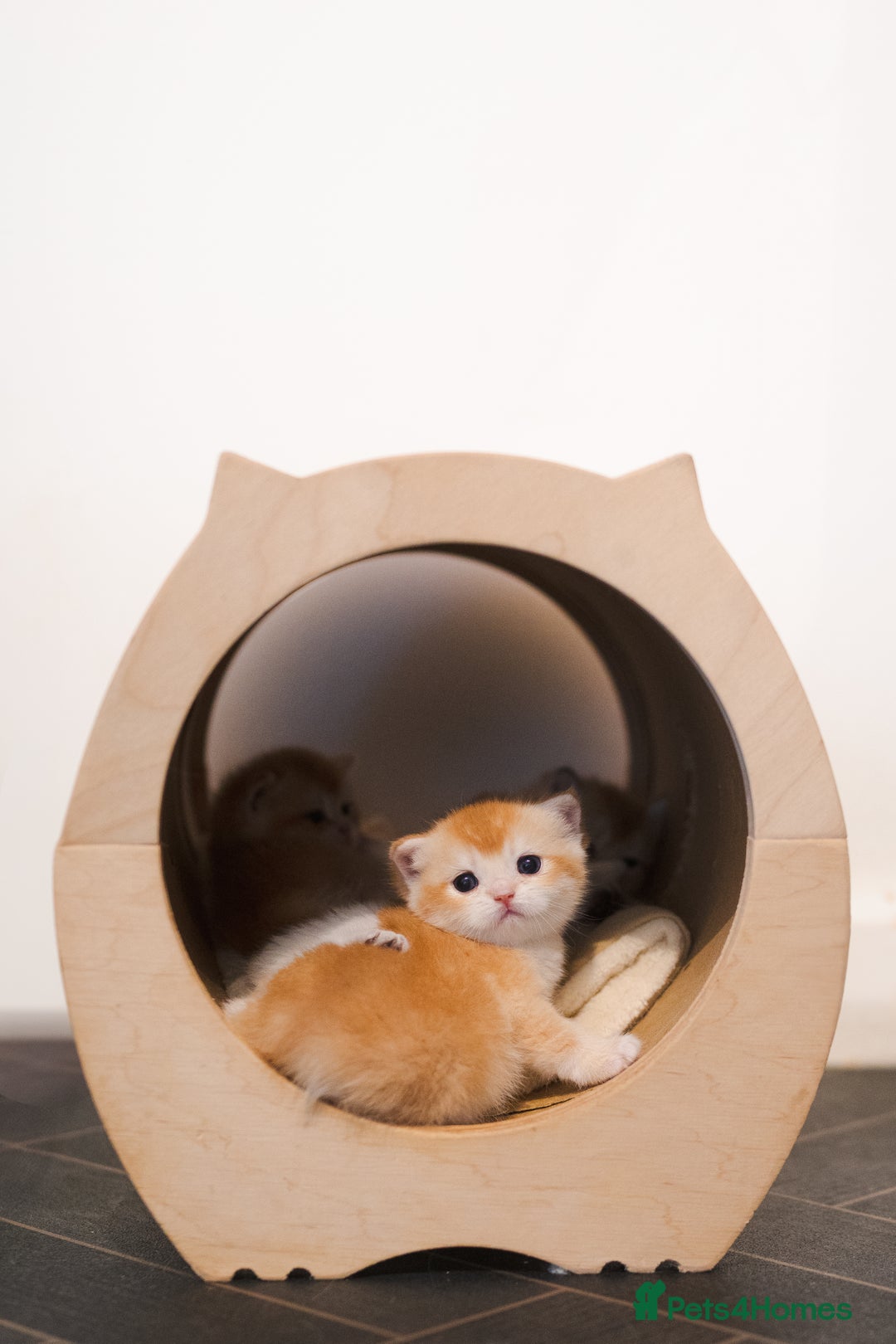 British Shorthair cats for sale: GCCF reg British Shorthair Chocolate Gold Kittens  in London - Image 2