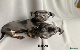 Mixed Breed dogs for sale: Daxiecross Frenchy  - Image 13