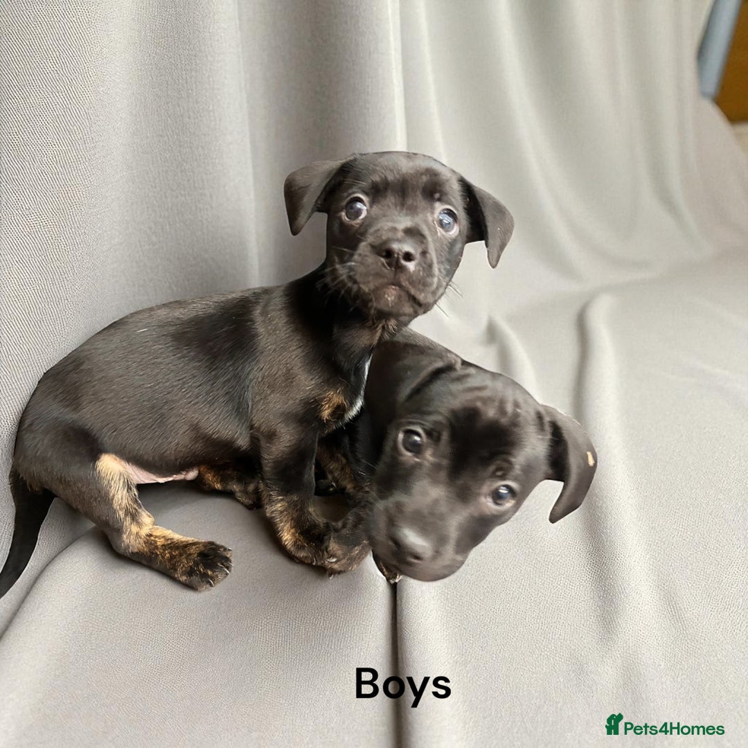 Mixed Breed dogs for sale: Daxiecross Frenchy  - Image 13