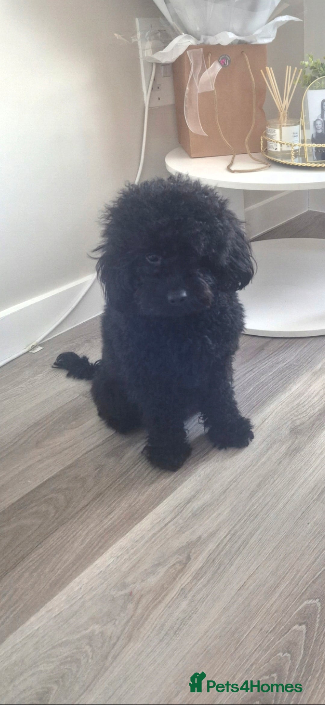 Cavapoo dogs for sale: Cavapoo puppys - Advert 4