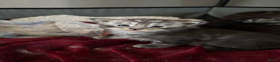 Maine Coon Kitten 2