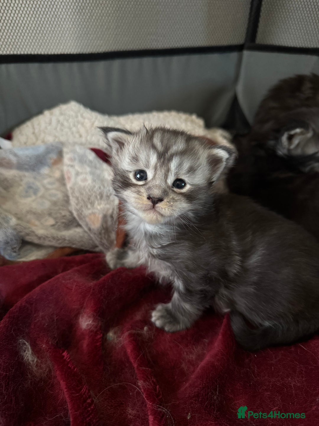 Maine Coon cats for sale: Russian XL maine coons looking HOME!❤️❤️❤️ - Image 7