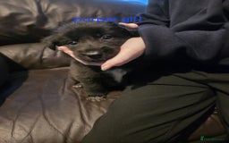 Shepsky dogs for sale: Shepski pups - Advert 5