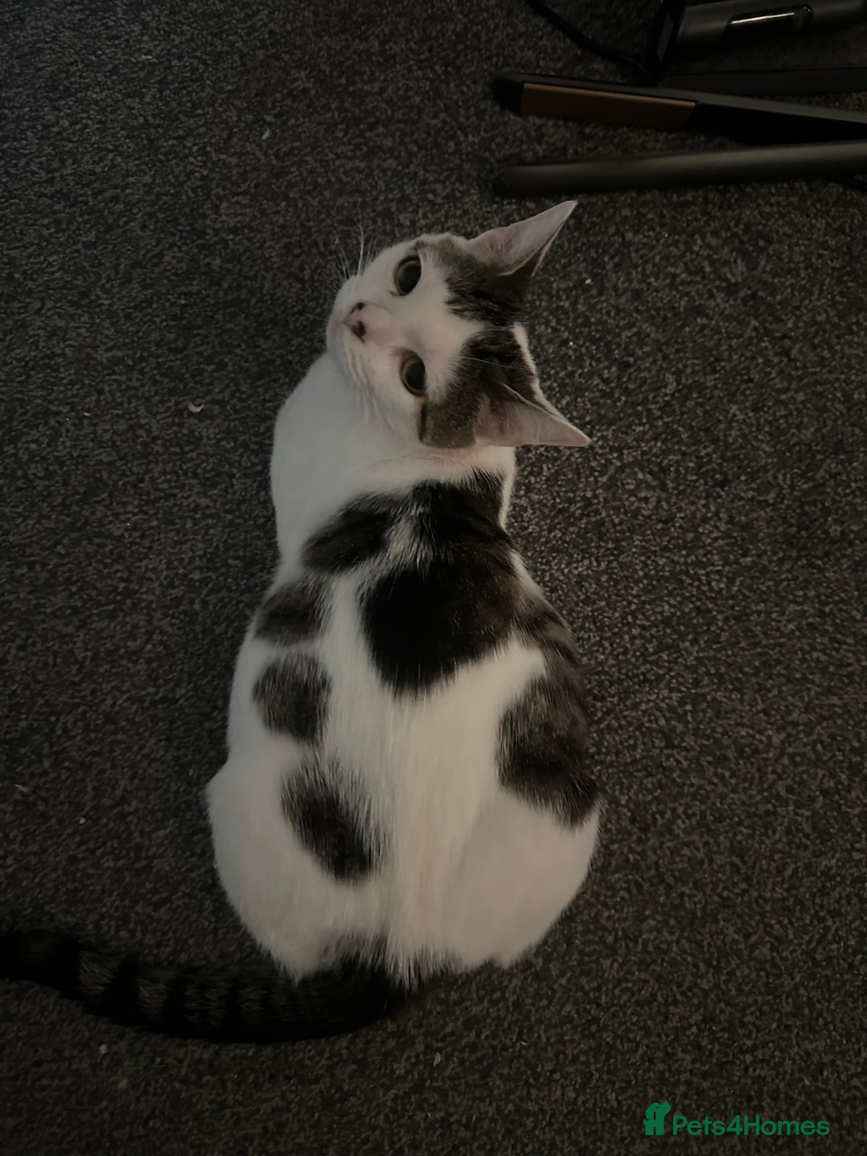 Mixed Breed cats Mixed male tabby boys  - Advert 1