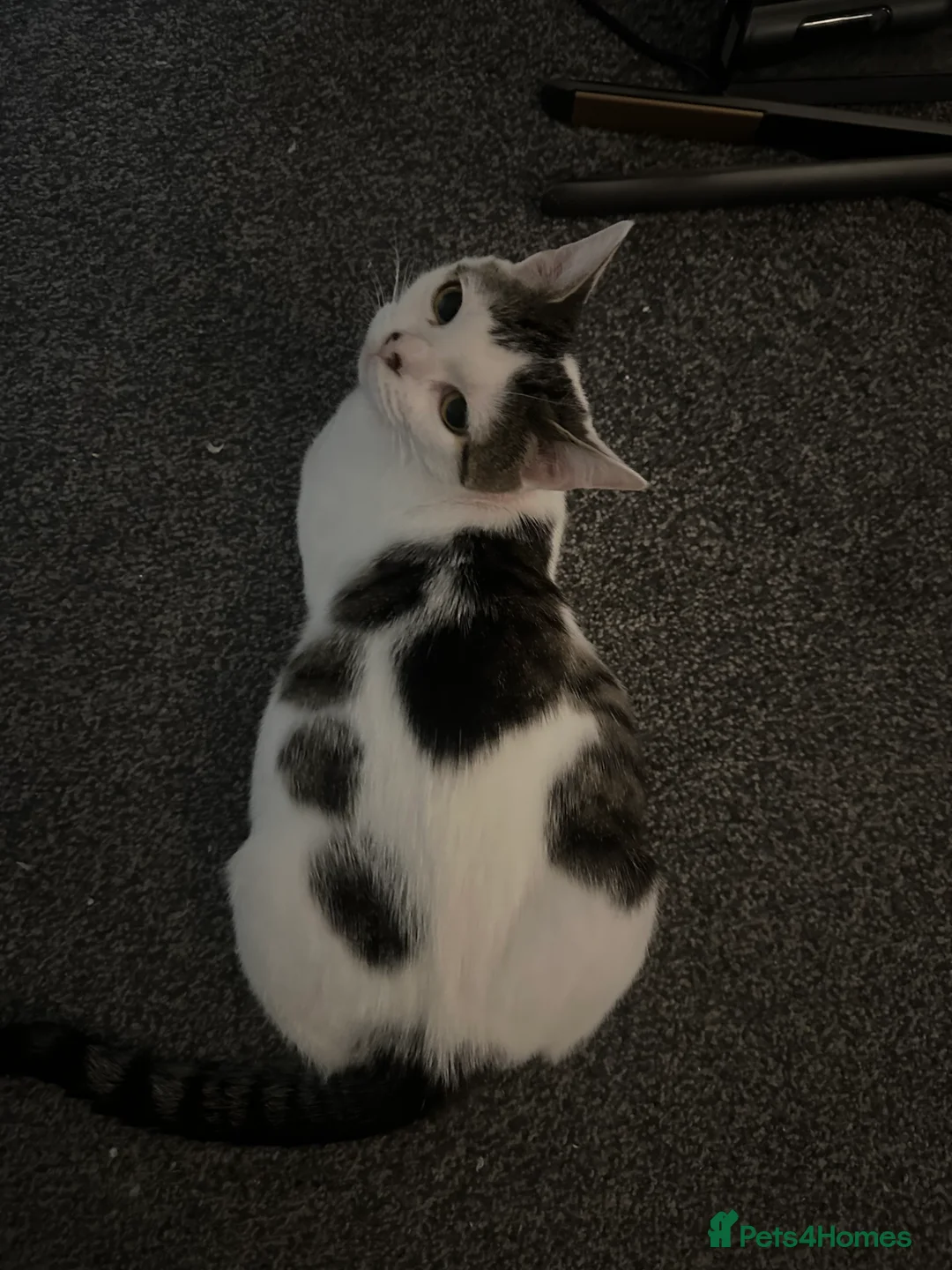 Mixed Breed cats for sale: Mixed male tabby boys  - Advert 1