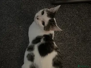 Mixed Breed cats Mixed male tabby boys - Advert 1