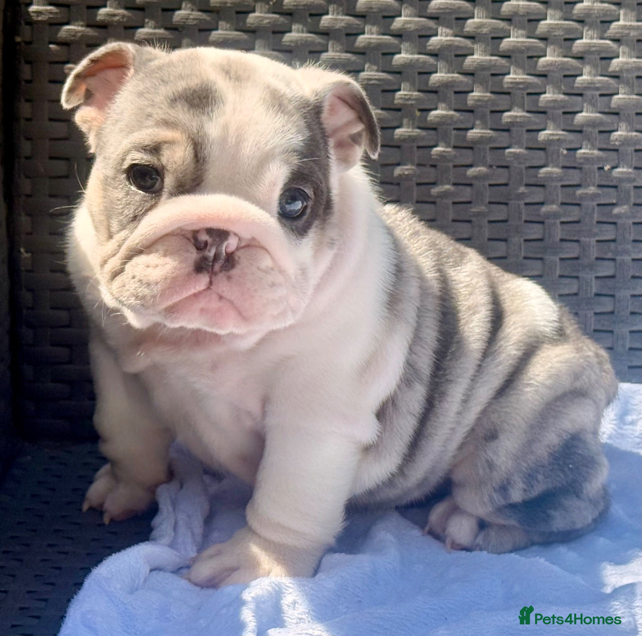 English Bulldog dogs Stunning Blue English Bulldog Pups for Sale  - Advert 2
