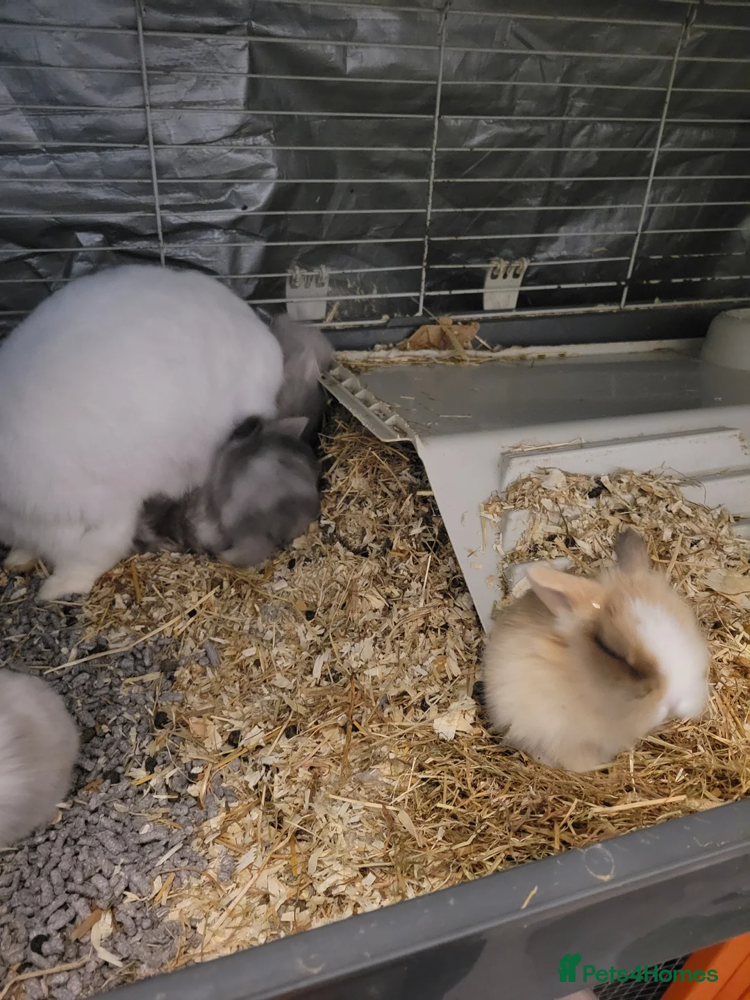 Lionhead rabbits for sale: Absolutely beautiful fluffy lionheads in Petersfield - Advert 2