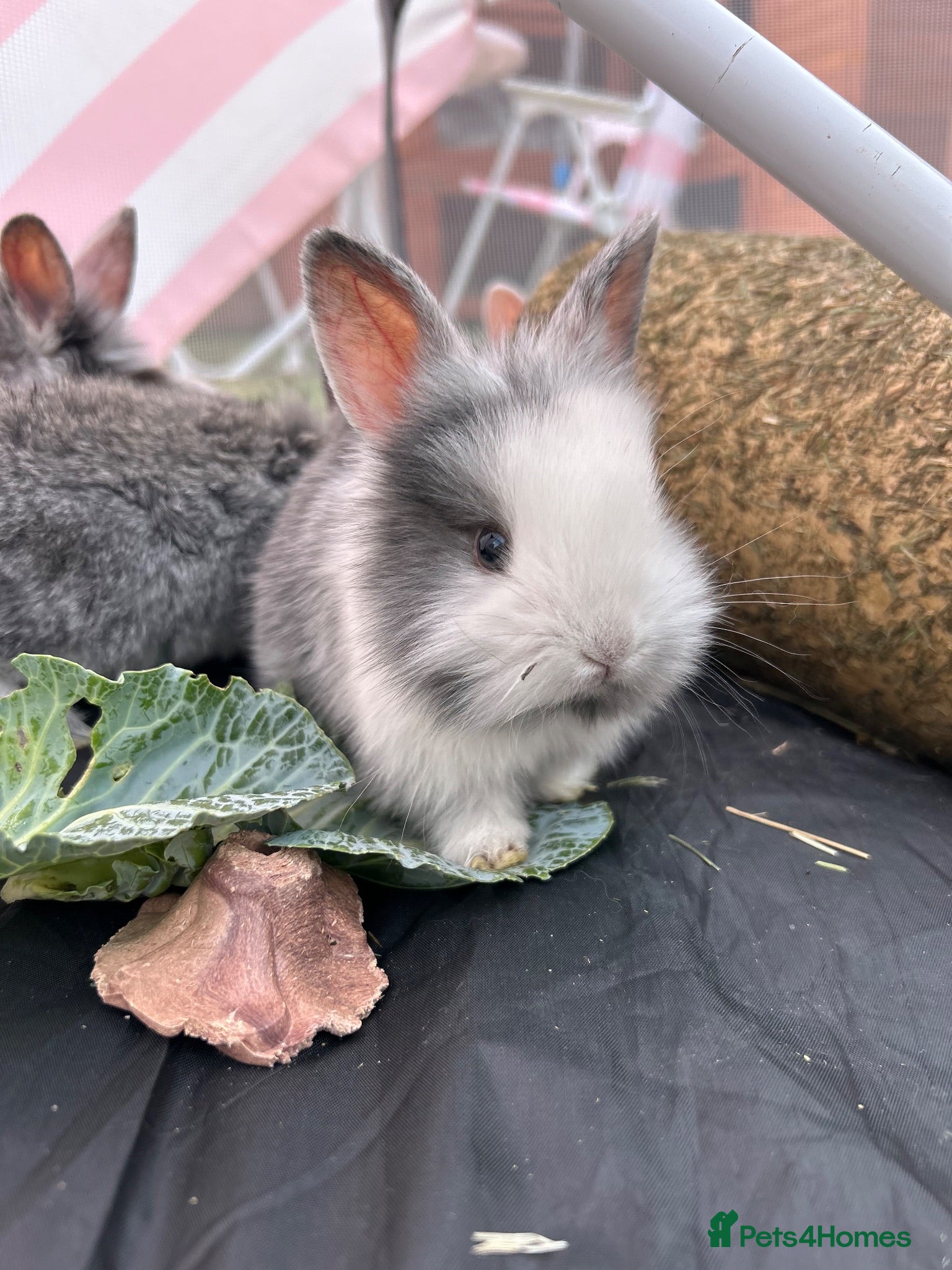 Mixed Breed rabbits *Lion head x Rex* - Advert 10