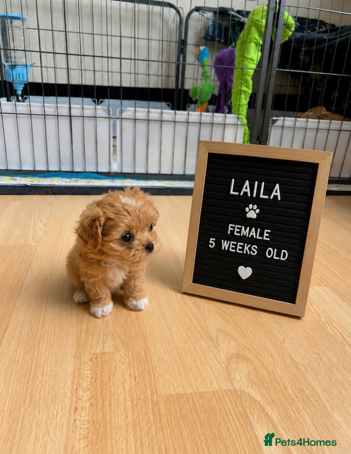 Maltipoo dogs 4 LEFT - RARE Tiny F1B Maltipoo Puppies 4 Weeks - Advert 3