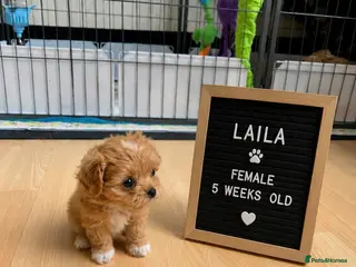 Maltipoo dogs 4 LEFT - RARE Tiny F1B Maltipoo Puppies 4 Weeks - Advert 3