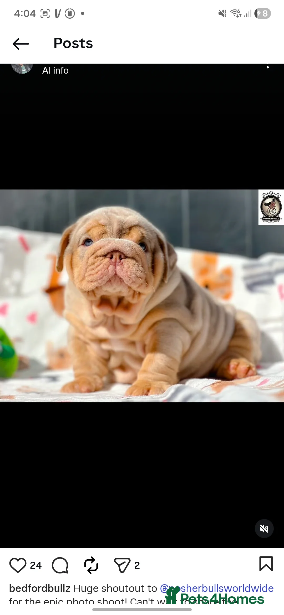English Bulldog dogs for sale: Mr Muscle x Leo daughter  - Advert 3