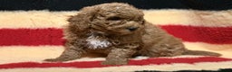 Mixed Breed dogs for sale: Beautiful Cavapoochon litter  - Advert 8