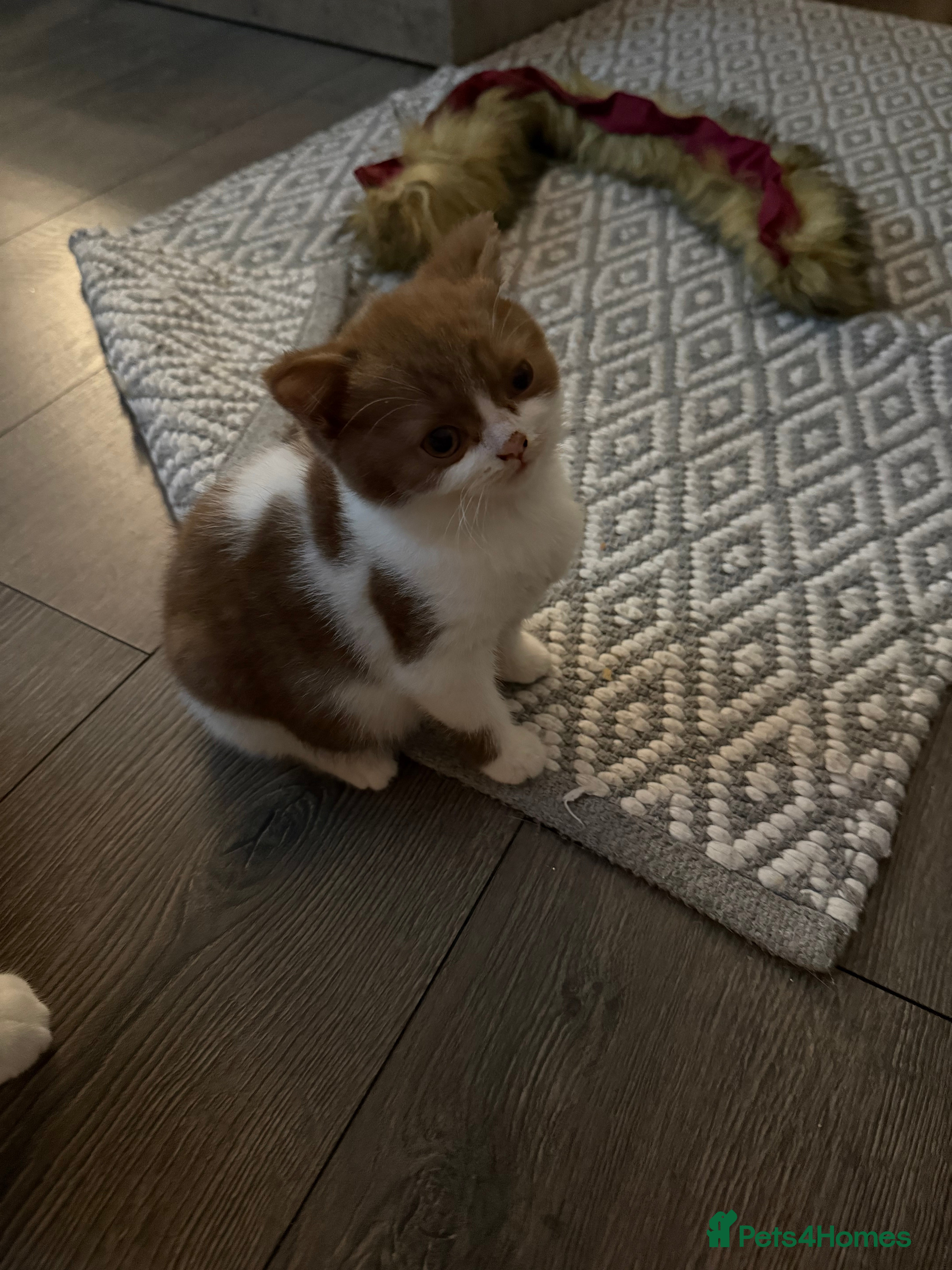 British Shorthair cats White -chocolate  - Advert 4