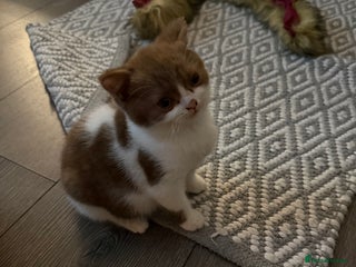 British Shorthair cats White -chocolate - Advert 8