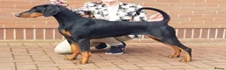 Dobermann dogs for sale: Healthy, happy Dobermann puppies available - Advert 2