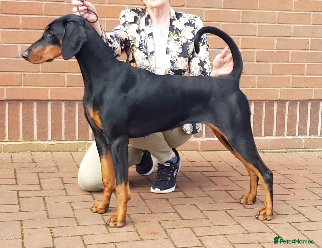 Dobermann dogs for sale: Healthy, happy Dobermann puppies available - Advert 2