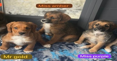 Mixed Breed dogs - Advert 4