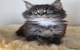 Maine Coon cats for sale: Maine Coon Kittens from Health Tested Parents. - Image 6
